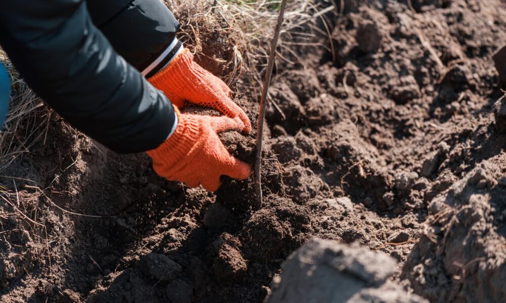 volunteer-planting-trees-nature_1268-21664